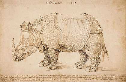 《犀牛侧面图》，1515年`Rhinoceros in profile, 1515 by Albrecht Durer