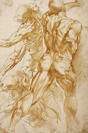 解剖学研究，1600-1605年`Anatomical Studies, 1600-1605 by Peter Paul Rubens