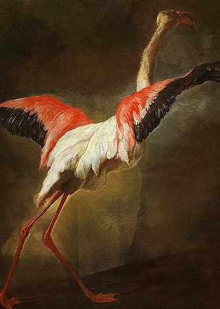 火烈鸟`Flamingo by Pieter Boel