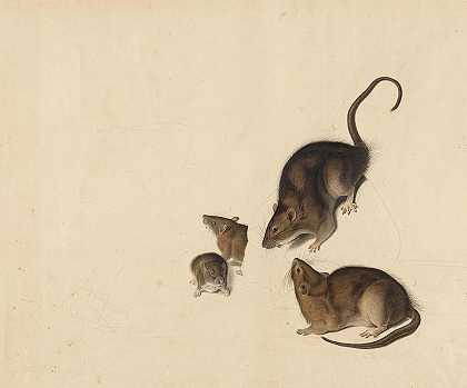 棕色还是挪威鼠`Brown or Norway Rat by John James Audubon