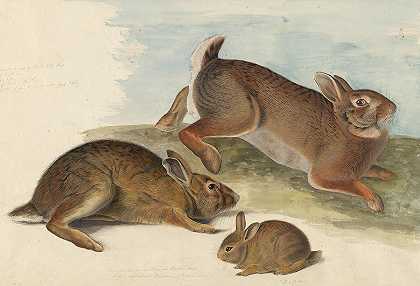 灰兔`Gray Rabbit by John James Audubon