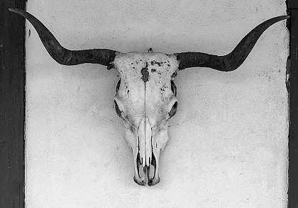 德克萨斯州头骨和角牛`A Steer Skull and Horns, Texas by Carol McKinney Highsmith