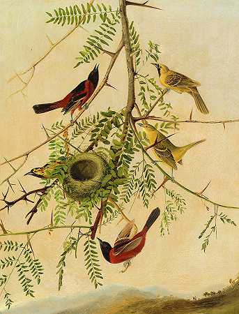 果园黄鹂`Orchard Oriole by Joseph Bartholomew Kidd after John James Audubon
