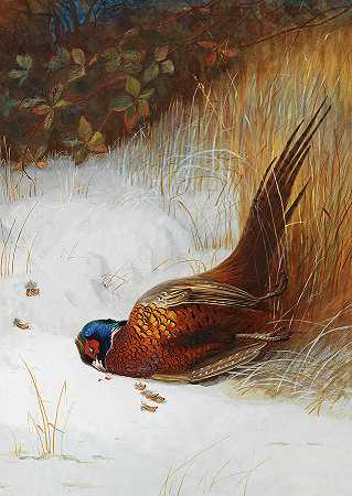 野鸡研究`Pheasant Study by Archibald Thorburn