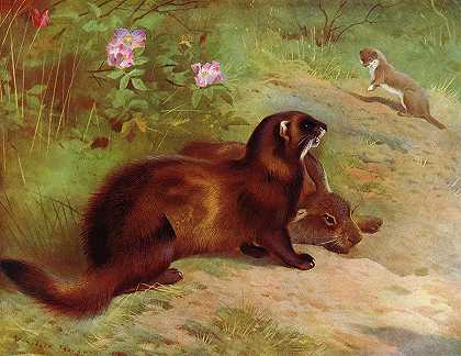 黄鼠狼`Polecat and Weasel by Archibald Thorburn