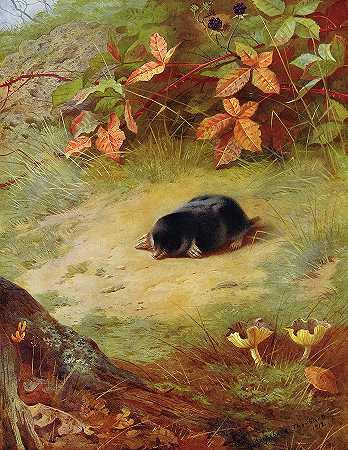 鼹鼠`The Mole by Archibald Thorburn