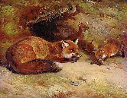 狐狸`The Fox by Archibald Thorburn