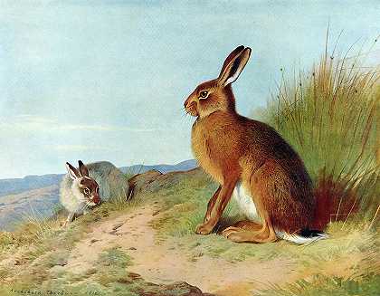山兔`The Mountain Hare by Archibald Thorburn