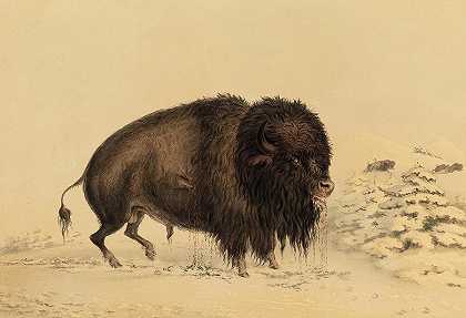受伤的水牛，1844年`Wounded Buffalo Bull, 1844 by George Catlin