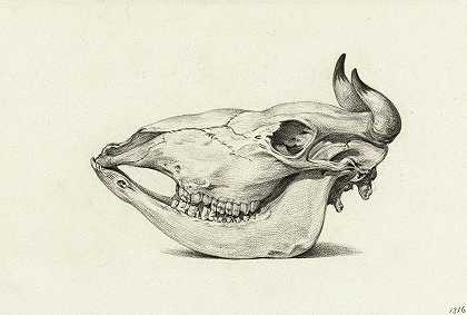 《侧面图中的奶牛头骨》，1816年`Skull of a Cow in Profile, 1816 by Jean Bernard