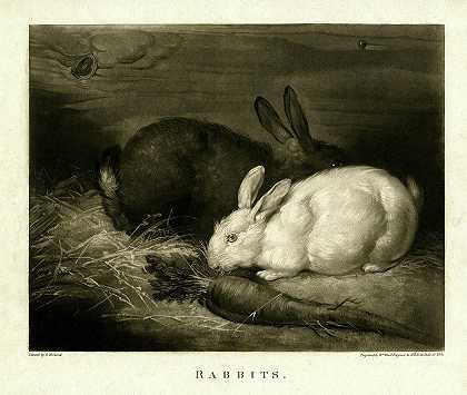 兔子`Rabbits by William Ward