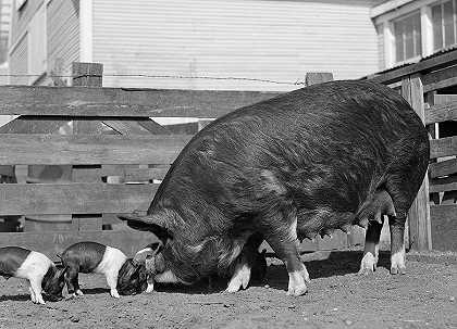 母猪和垃圾，德克萨斯大学站，1942年`Sow and Litter, College Station, Texas, 1942 by Farm Security Administration