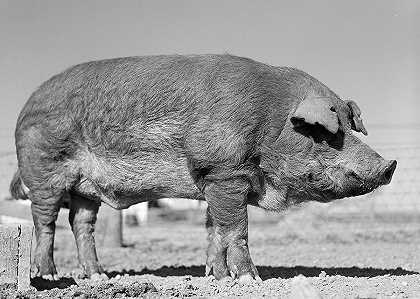 德克萨斯州野猪`Boar, Texas by Farm Security Administration