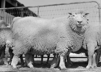 德克萨斯州绵羊`Sheep, Texas by Farm Security Administration
