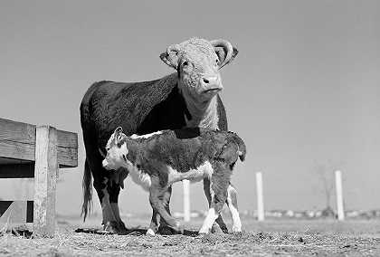 1942年德克萨斯州大学站的奶牛和小牛`Cow and Calf, College Station, Texas, 1942 by Farm Security Administration
