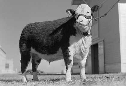 德克萨斯州公牛犊牛`Bull Calf, Texas by Farm Security Administration