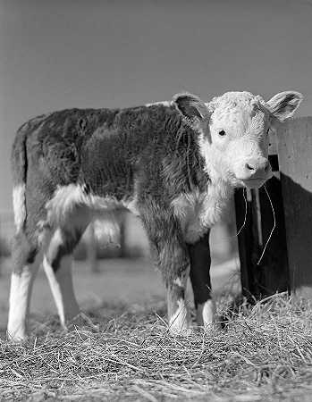 德克萨斯州卡夫`Calf, Texas by Farm Security Administration