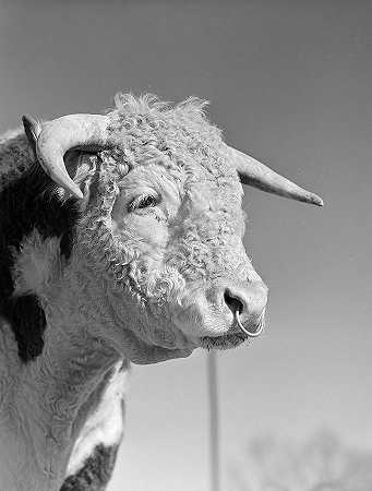 德克萨斯州布尔，1942年`Bull, Texas, 1942 by Farm Security Administration