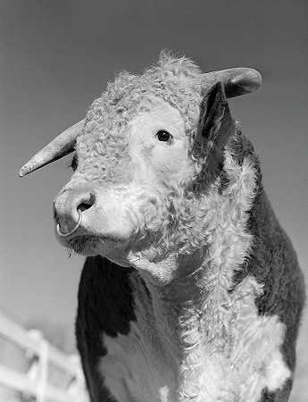德克萨斯州布尔`Bull, Texas by Farm Security Administration