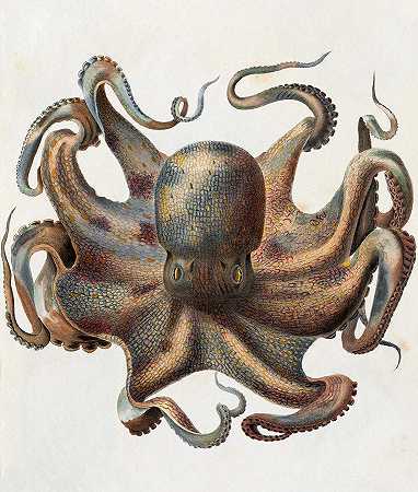 章鱼`Octopus by Maria Sibylla Merian