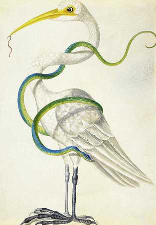 白鹭`Egret by Maria Sibylla Merian