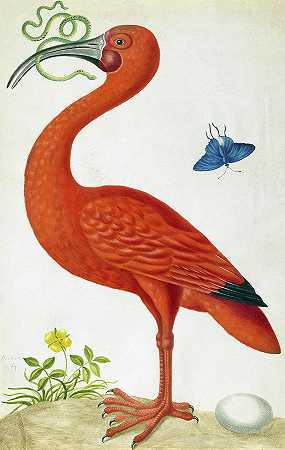 朱鹮`Scarlet Ibis by Maria Sibylla Merian