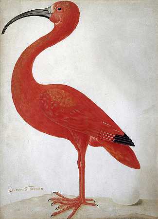 朱鹮带蛋，1699-1701年`Scarlet Ibis with an Egg, 1699-1701 by Maria Sibylla Merian