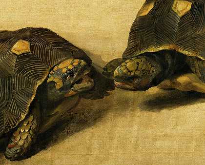 巴西龟`Brazilian Tortoises by Albert Eckhout