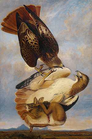 红尾鹰，1831年`Red Tailed Hawk, 1831 by John James Audubon