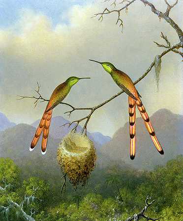 蜂鸟和它们的幼崽`Hummingbirds with Their Young by Martin Johnson Heade