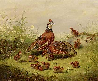 鹌鹑与年轻人，1856年`Quail and Young, 1856 by Arthur Fitzwilliam Tait