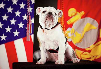 海军陆战队的官方吉祥物，英国斗牛犬`The Official Mascot of the Marine Corps, English Bulldog by Official Photo