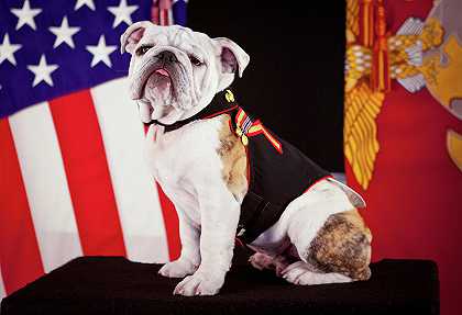 海军陆战队的官方吉祥物，英国斗牛犬Pfc.Chesty The XIV`The Official Mascot of the Marine Corps, English Bulldog Pfc. Chesty the XIV by Official Photo Marine Corps