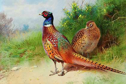 鸡和公鸡`A Hen and Cock Pheasant by Archibald Thorburn