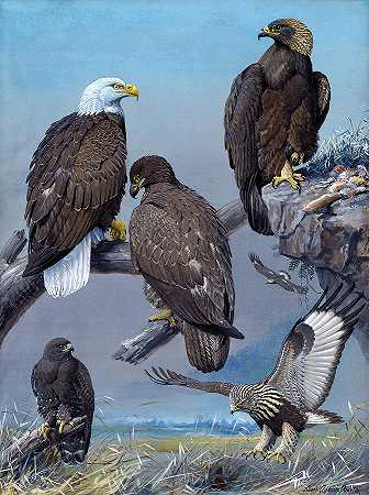 秃鹰、金鹰、粗腿鹰`Bald Eagle, Golden Eagle, Rough-legged Hawk by Allan Brooks