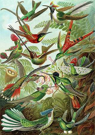 蜂鸟，1904年`Hummingbirds, 1904 by Ernst Haeckel