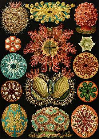 海鞘`Ascidiae, Sea Squirts by Ernst Haeckel