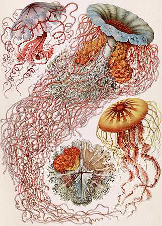 水母`Jellyfish, Discomedusae by Ernst Haeckel
