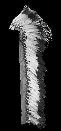 羽毛头饰`Feather Headdress by Cheyenne Artist