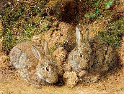 兔子`Rabbits by John Sherrin