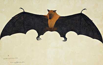 印度果蝠或飞狐`A Great Indian Fruit Bat or Flying Fox by Bhawani Das