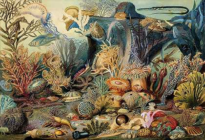 海洋生物`Ocean Life by James M Sommerville and Christian Schussele