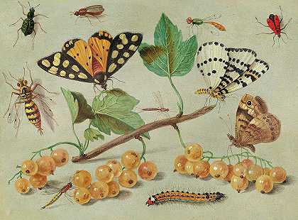 蝴蝶和昆虫研究，1655年`Study of Butterfly and Insects, 1655 by Jan van Kessel the Elder