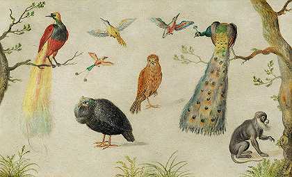 鸟类和猴子研究，1660-1670年`Study of Birds and Monkey, 1660-1670 by Jan van Kessel the Elder