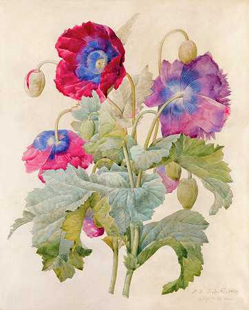 罂粟`Papaver somniferum, Opium Poppy by Pierre-Joseph Redoute