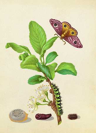 Damson李子上一只小帝王蛾的蜕变，毛毛虫书`Metamorphosis of a Small Emperor Moth on a Damson Plum, Caterpillar Book by Maria Sibylla Merian