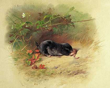 鼹鼠的研究`Study of a Mole by Archibald Thorburn
