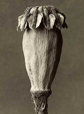 东方罂粟`Papaver Orientalis, Oriental Poppy by Karl Blossfeldt