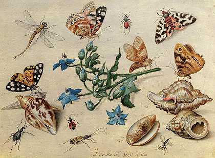 蝴蝶、贝壳、昆虫和树枝`Butterflies, Shells, Insects and Branches by Jan van Kessel