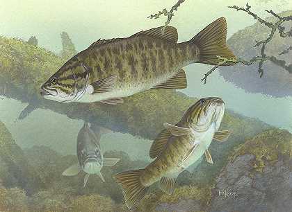 小口鲈鱼`Smallmouth Bass